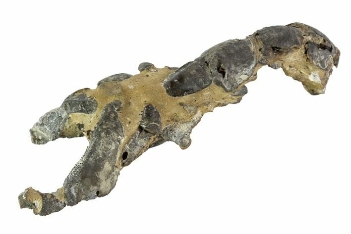 Fossil Mud Lobster (Thalassina) - Australia #95781